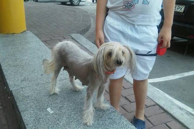 'Задолбали!' Ребенок всполошил киевлян жестокой выходкой со щенками