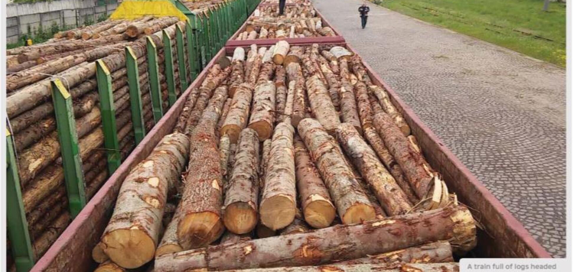 'За что вам платят?!' Ляшко разгромил антикоррупционеров за бездействие с контрабандой леса