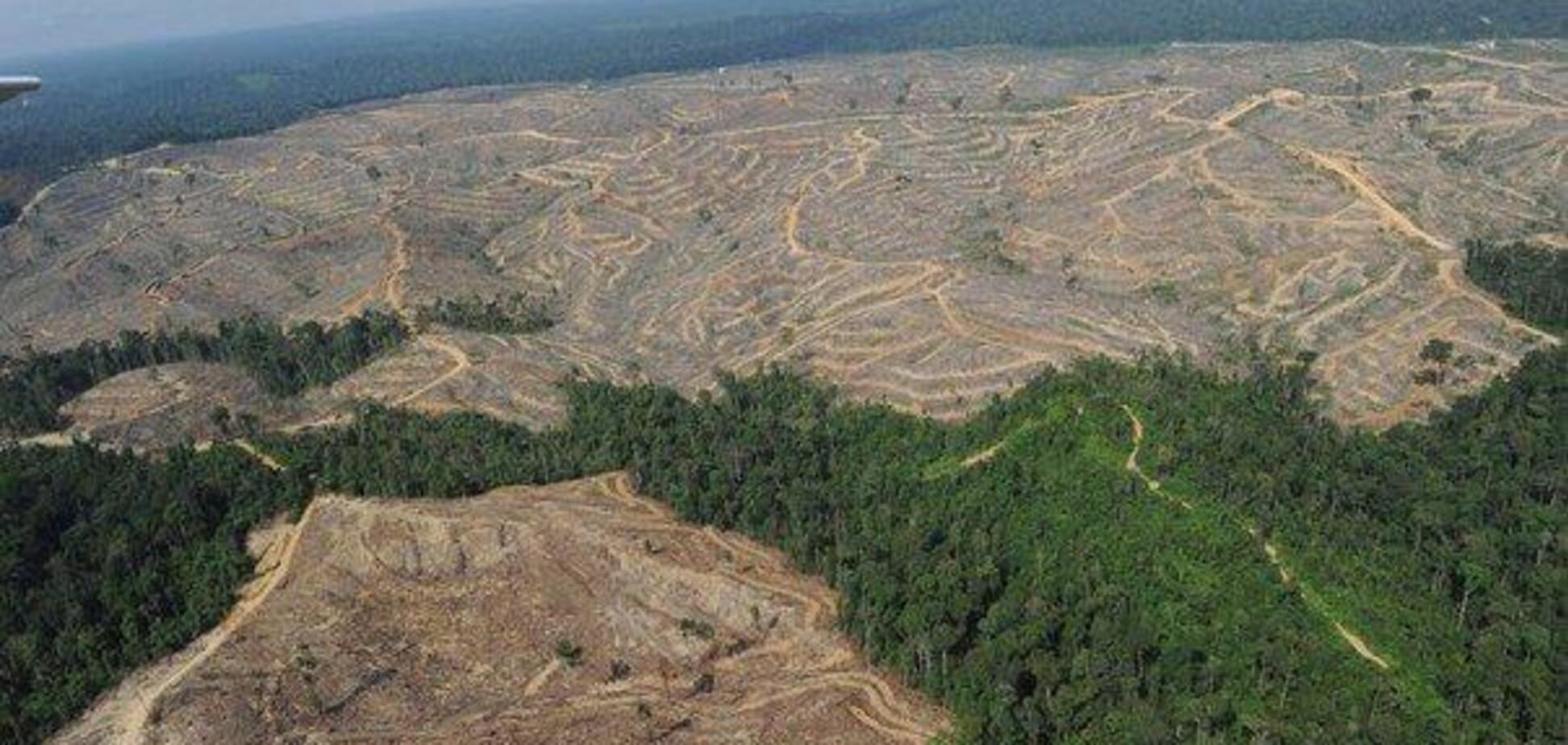 'Скандал международного уровня': в Украине назрела катастрофа с вырубкой лесов