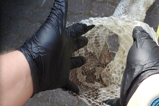 В Варшаве ищут гигантского питона