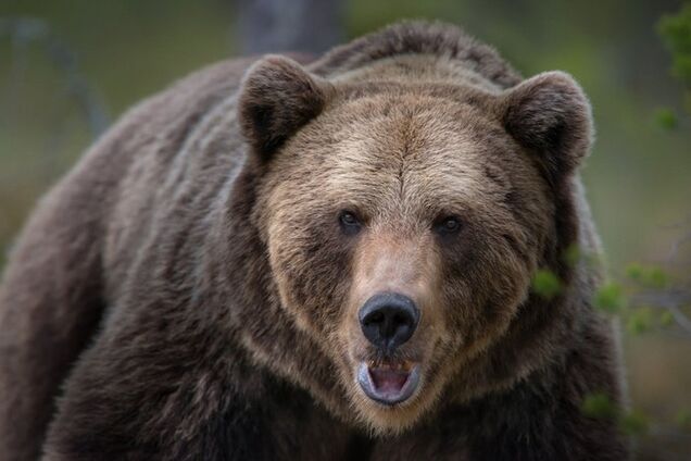 ''Схватил и потащил'': на Прикарпатье произошло жуткое ЧП с медведем. Фотофакт
