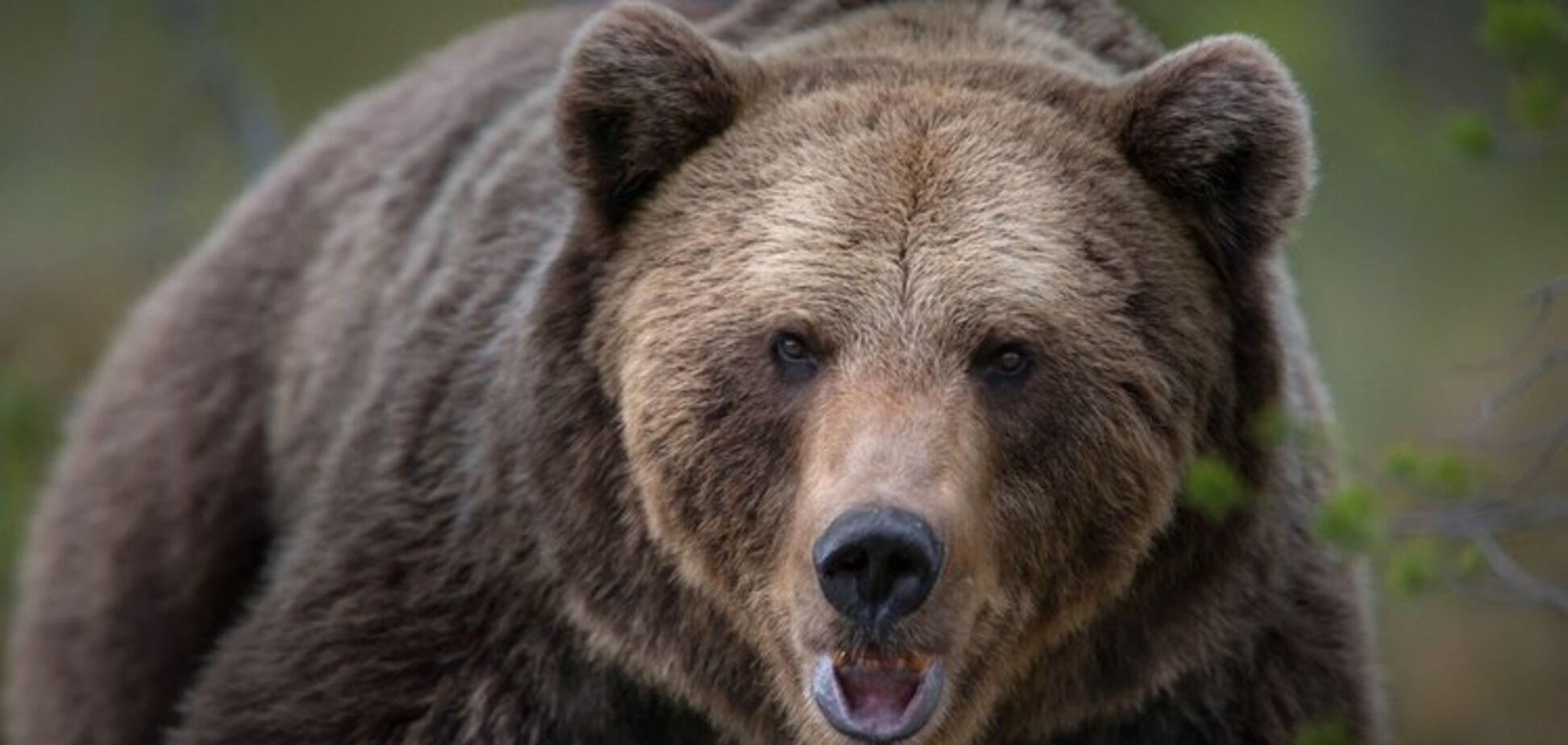 У Росії ведмідь намагався залізти в авто: момент потрапив на відео
