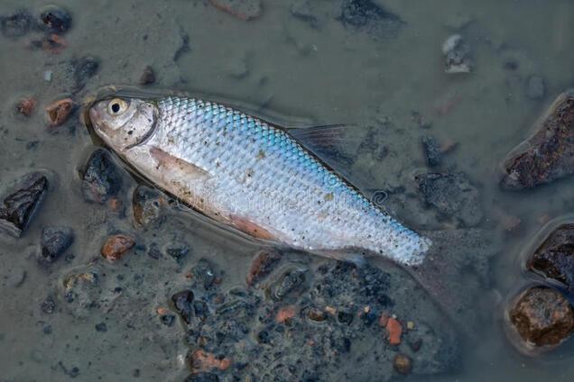 Масова загибель риби під Харковом: названа причина