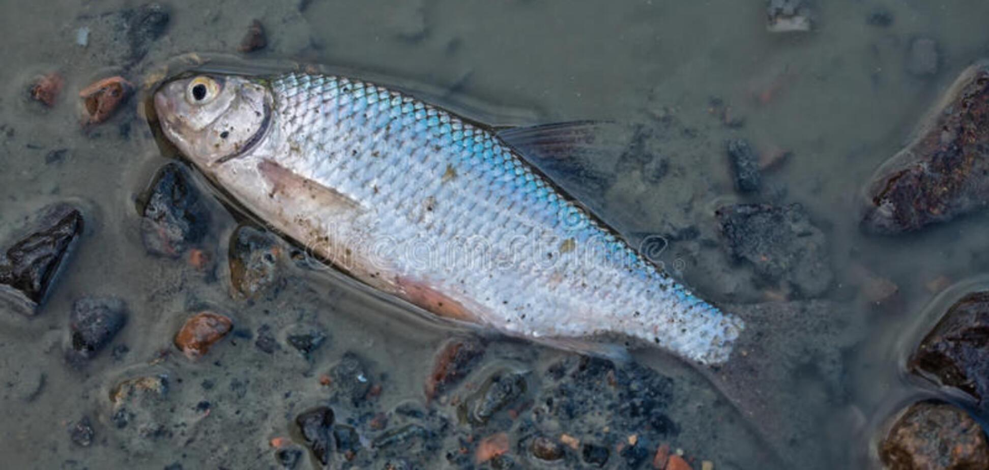 Массовая гибель рыбы под Харьковом: названа причина