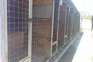 "Кровавая трагедия!" В Николаеве массово убили собак