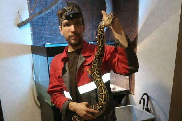 Свисала с фонаря: огромную змею словили в Киеве