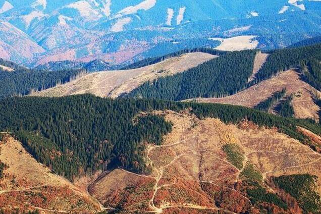 Украина может остаться без леса: как будут решать проблему