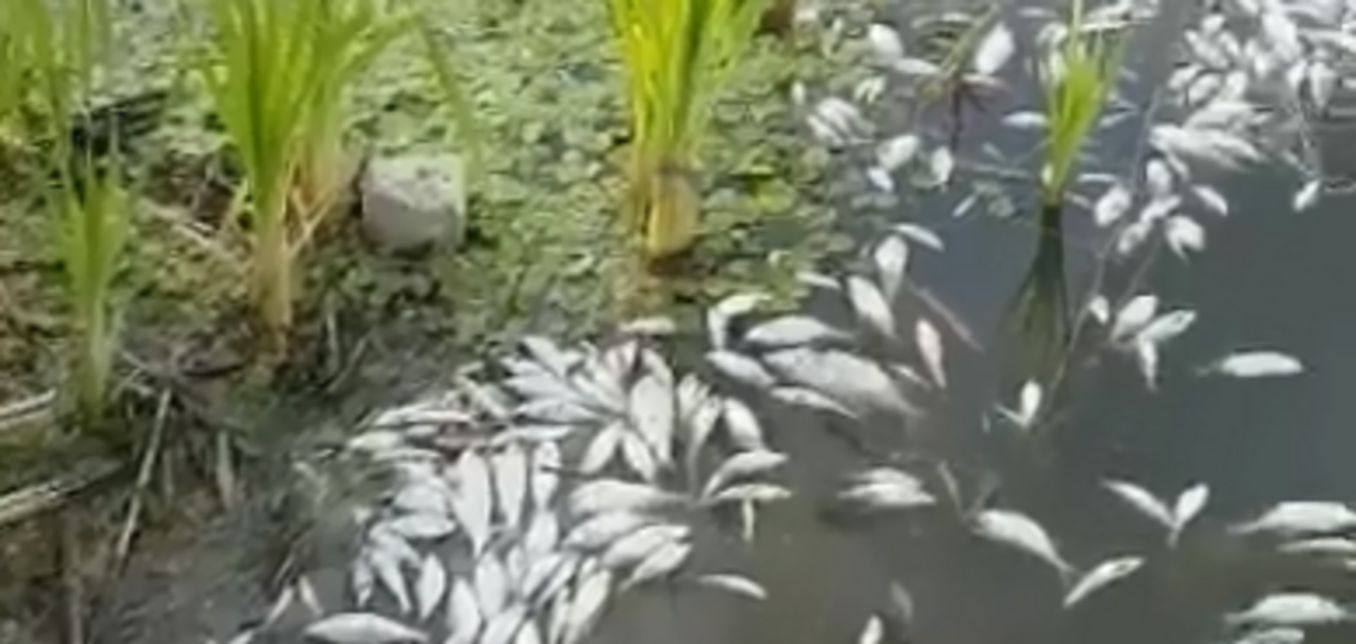 На Харьковщине произошел тотальный мор рыбы: жуткое видео
