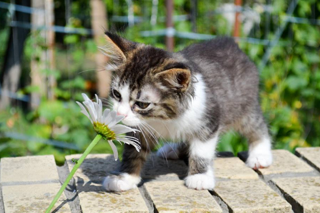 Друг у подарунок: кошенята Дніпра, які шукають дім