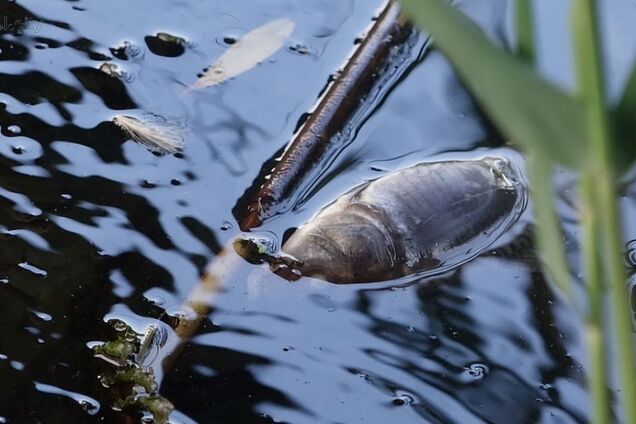 Вся річка у мертвій рибі: з'явилися фото екологічного лиха в Україні