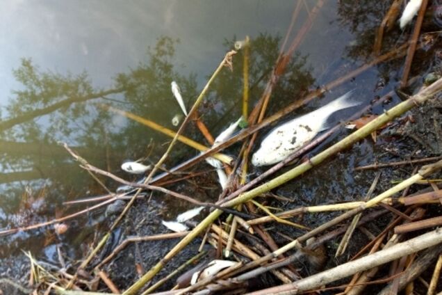 Екокатастрофа під Харковом: з'ясувалася причина