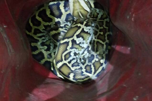 'Она добрая': СМИ нашли хозяев огромной змеи, сбежавшей в Киеве