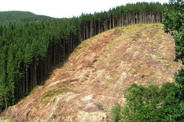 Українців попередили про екологічну катастрофу через вирубку лісу
