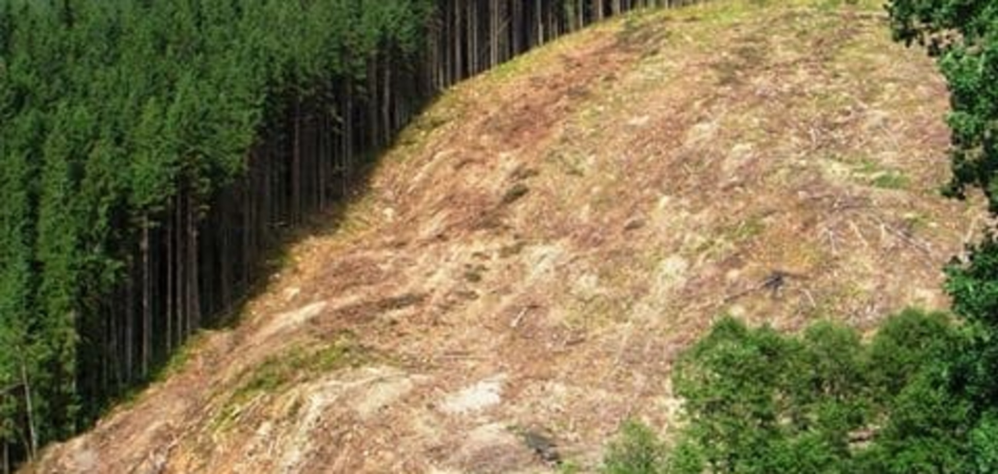 Українців попередили про екологічну катастрофу через вирубку лісу