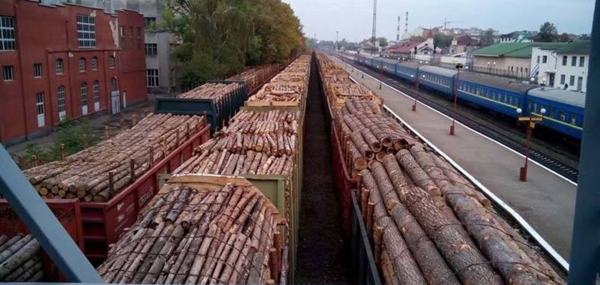 Контрабанда леса в Украине: власти напомнили 'забытый' метод борьбы