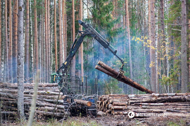 Контрабанда леса в Украине: Гройсман инициировал кардинальные меры 