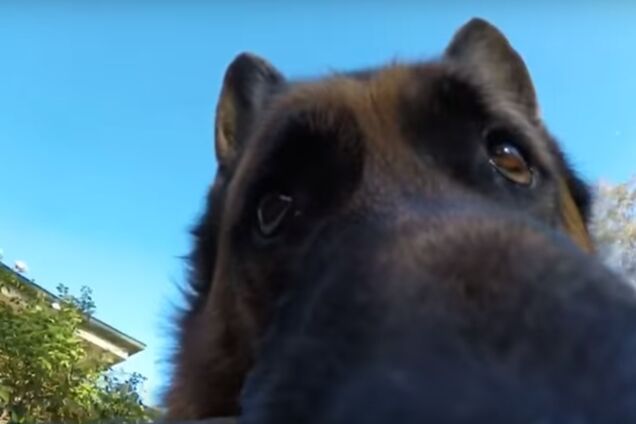 Собака-злодюжка стала зіркою мережі: смішне відео