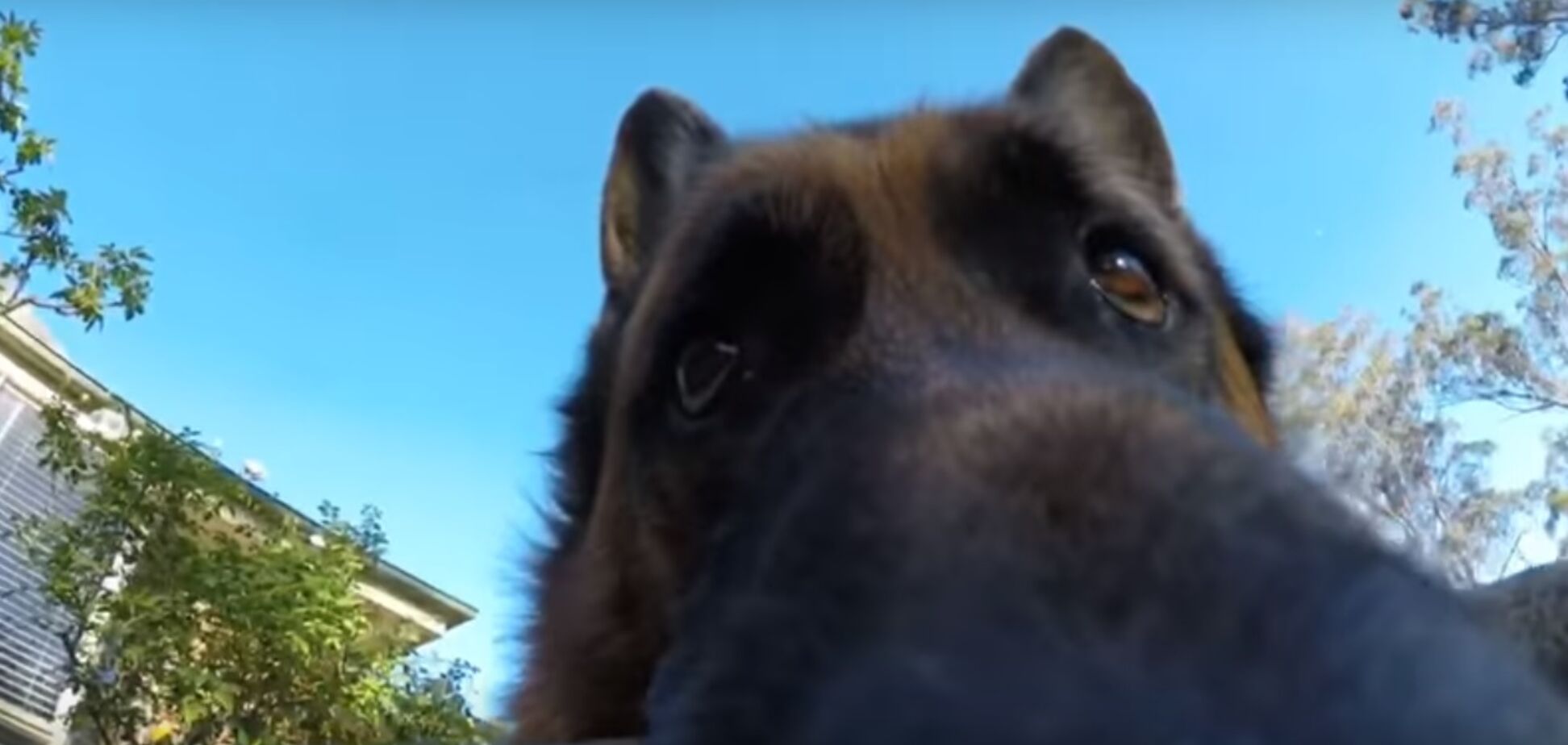 Собака-злодюжка стала зіркою мережі: смішне відео