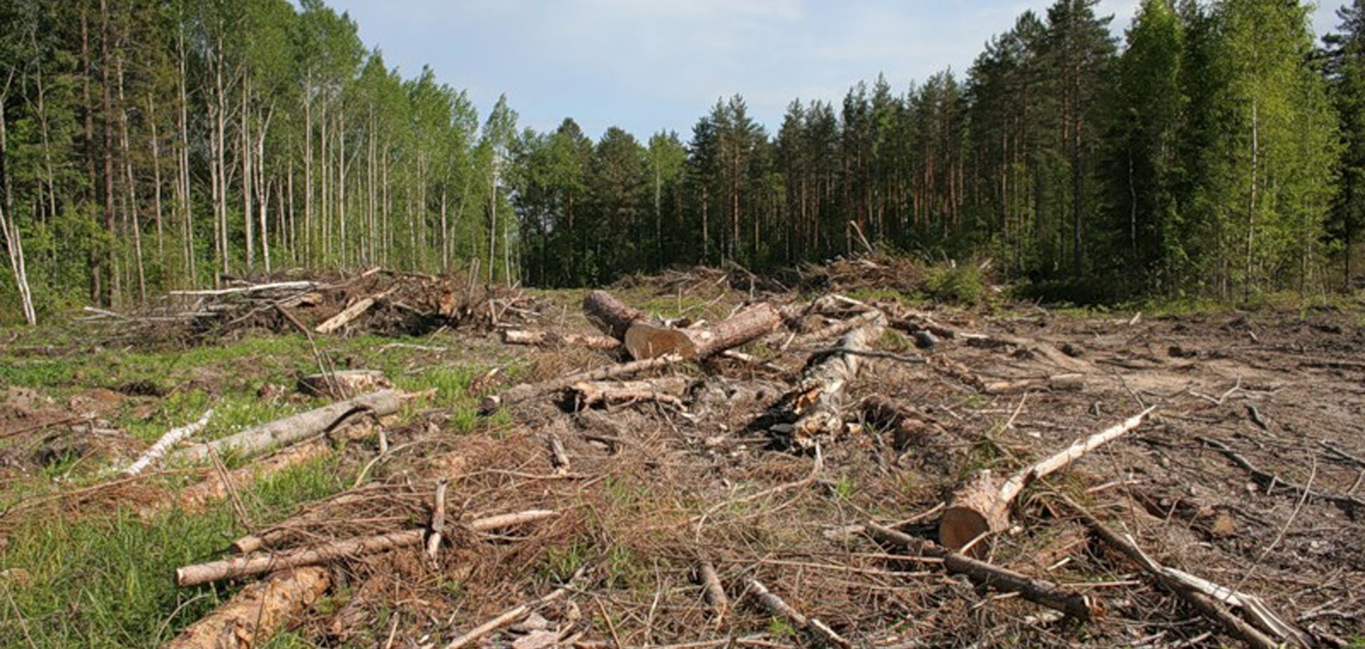 Как спасти лес в Украине: появился четкий план