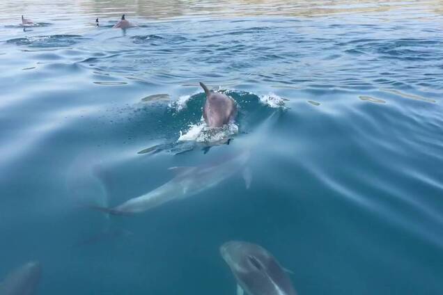 Вскрывают животы: в Крыму признали массовые убийства дельфинов