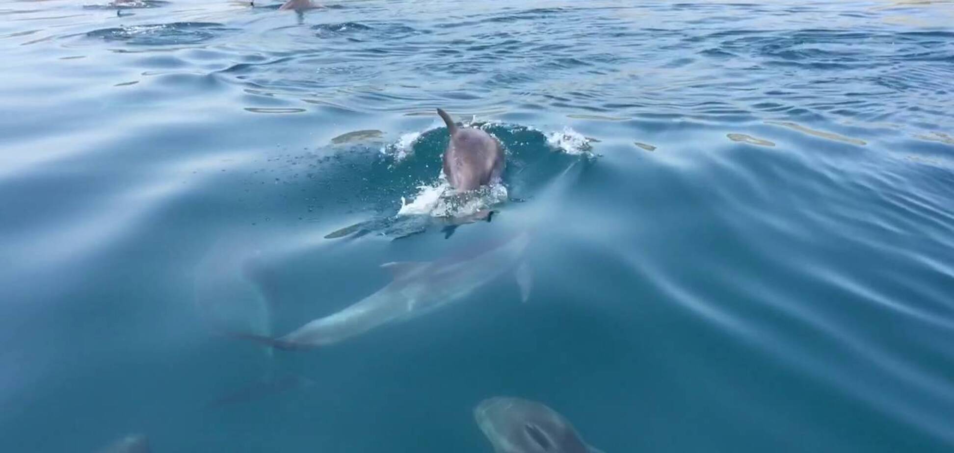 Вскрывают животы: в Крыму признали массовые убийства дельфинов