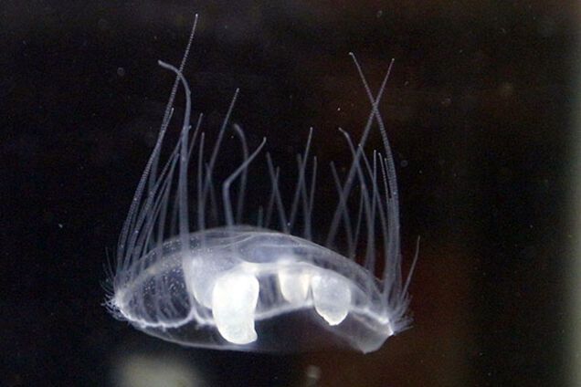 В Днепре завелись медузы. Видеофакт