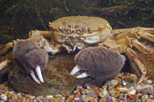 В озерах Одещини помітили волохате 'чудовисько'