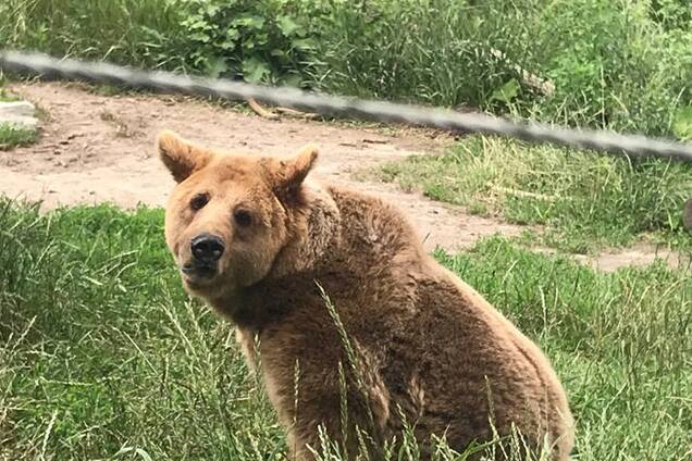'Слезы наворачиваются': зоозащитник рассказал об уникальном приюте для медведей под Житомиром