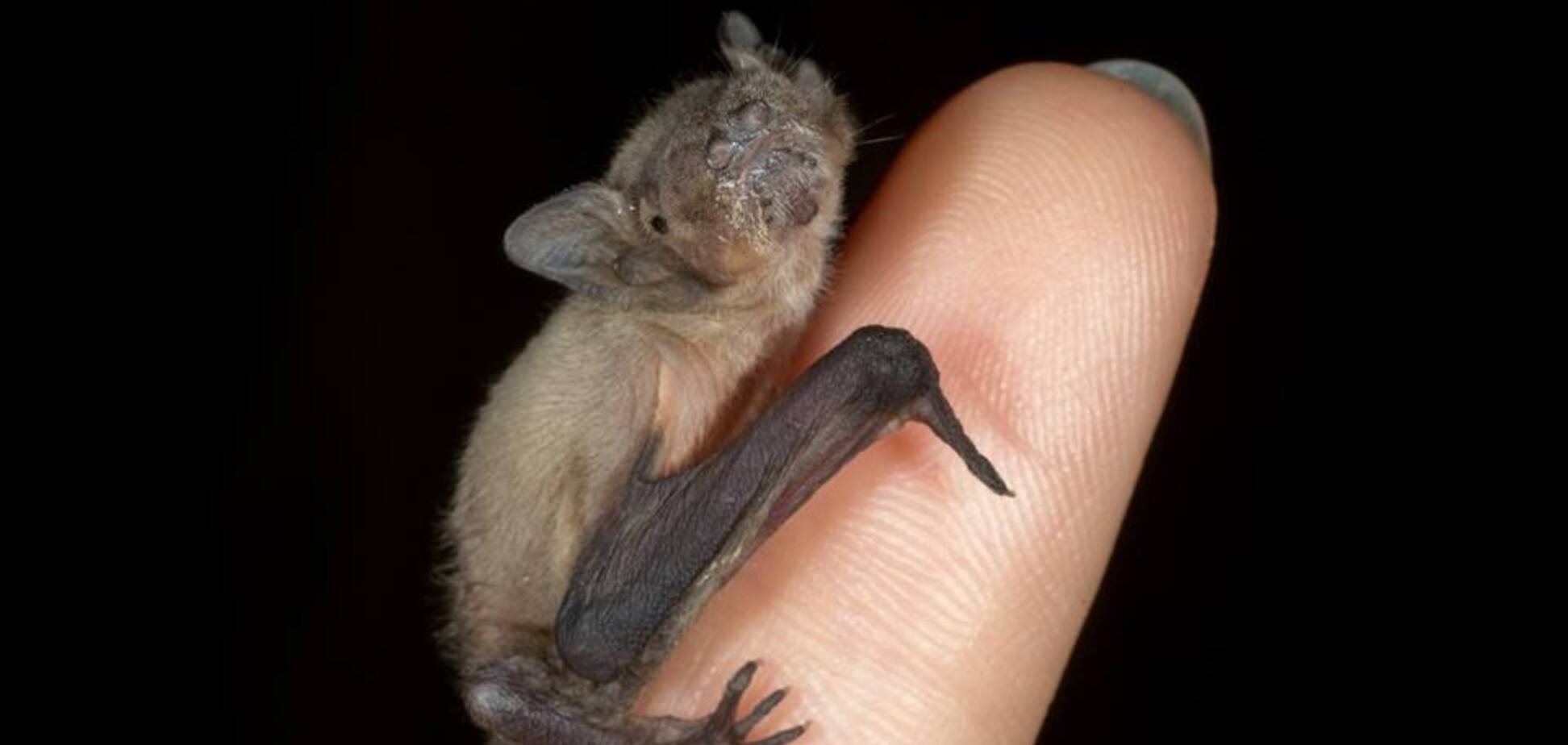 В многоэтажке под Харьковом поселилась семья 'вампиров'