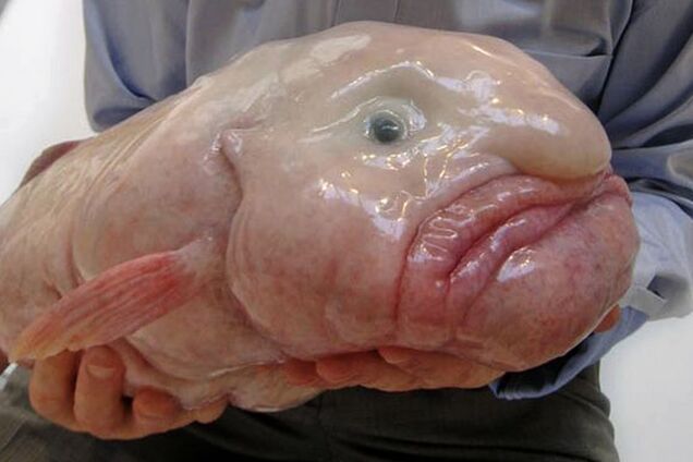 Фантастичні тварини: топ-10 морських 'чудовиськ' Австралії