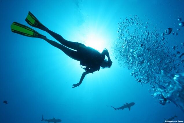 Во Флориде дайвер встретил под водой огромного морского монстра