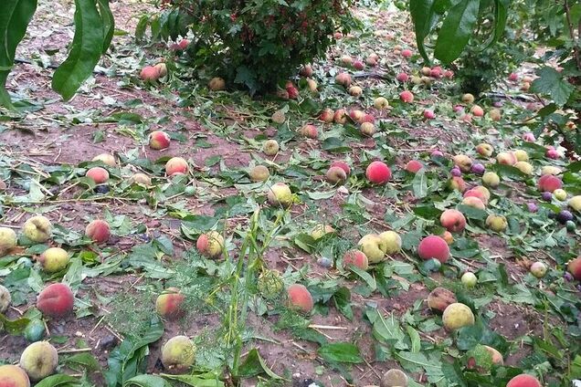 Уничтожило тонны урожая: в Крыму оккупанты заявили о миллионных убытках