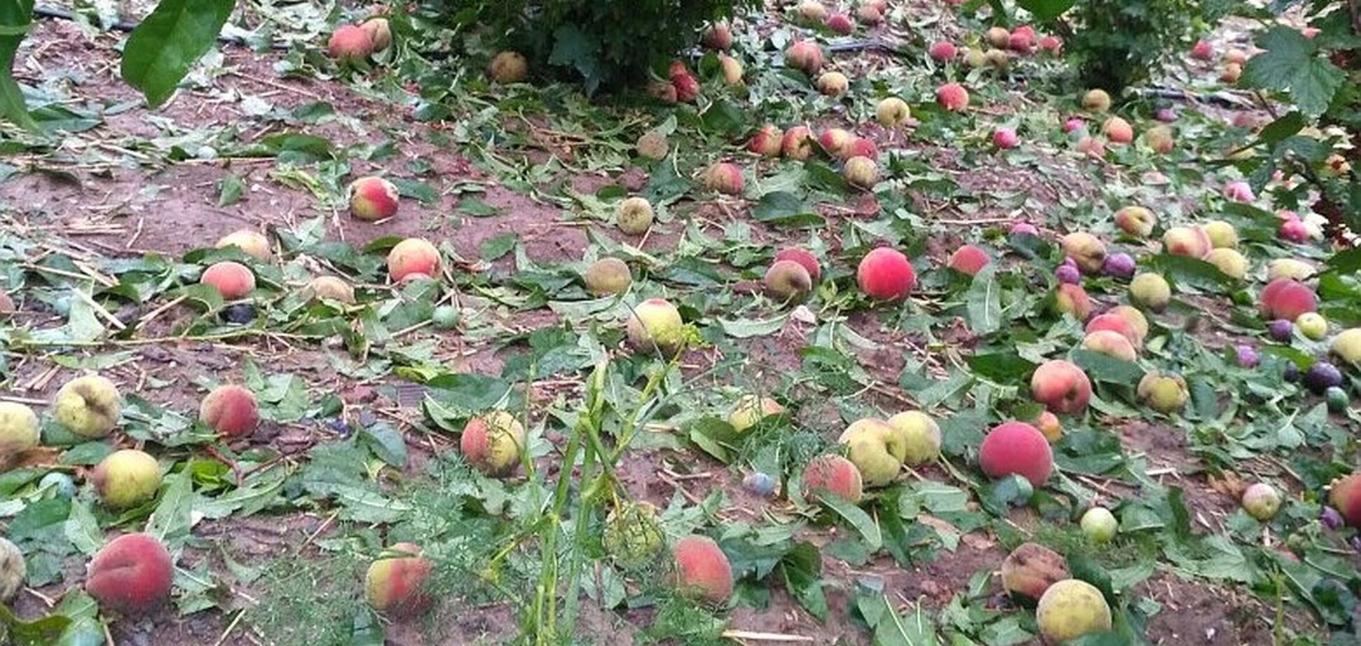 Уничтожило тонны урожая: в Крыму оккупанты заявили о миллионных убытках