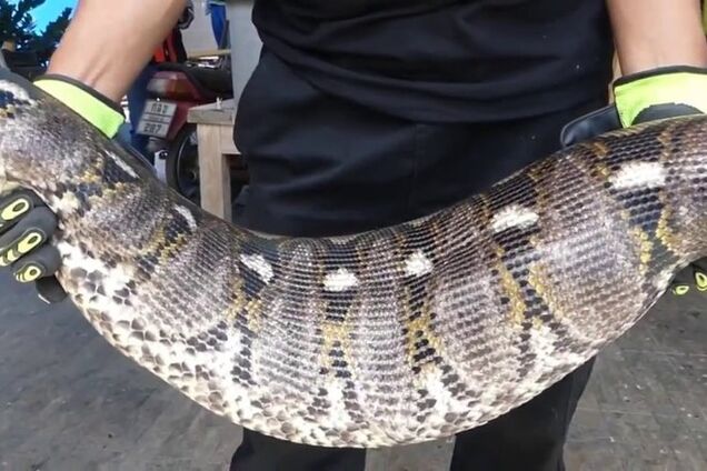 Спасали всей деревней: появилось видео с гигантским змеем в Индонезии