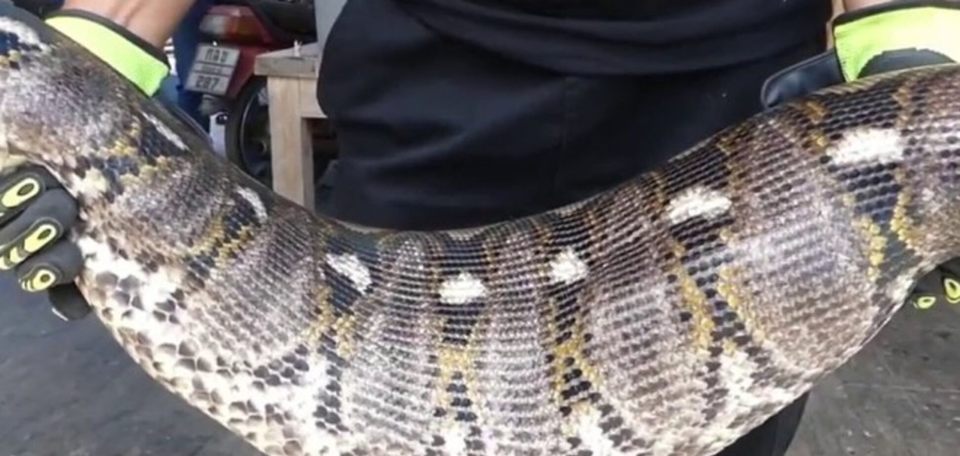 Спасали всей деревней: появилось видео с гигантским змеем в Индонезии