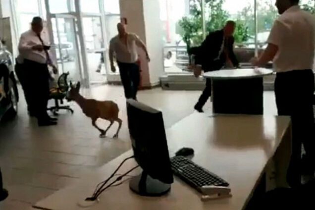 'Тільки не Mercedes!' Скажений олень влаштував бучу в елітному автосалоні Москви