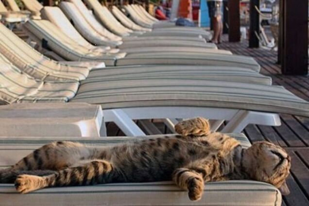 Украину 'поджарит' до +37: появился прогноз погоды на неделю