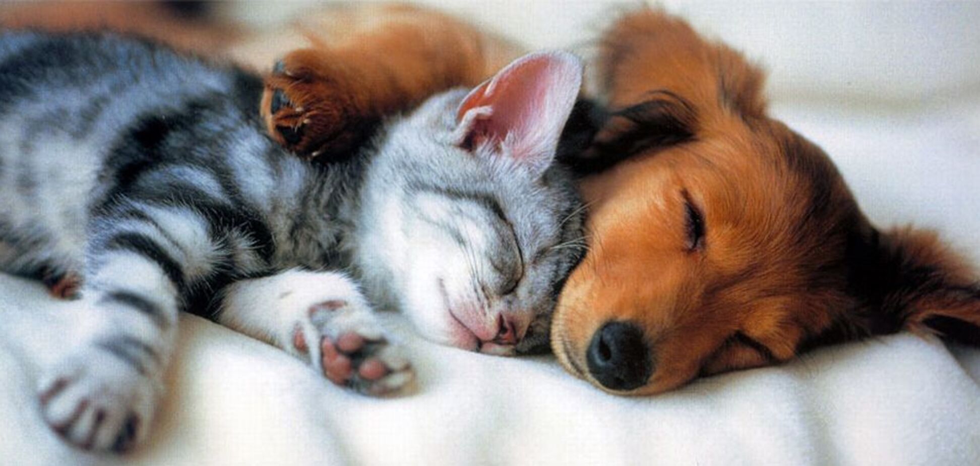 Заборонити продаж кішок і собак: в Україні запропонували радикальний крок