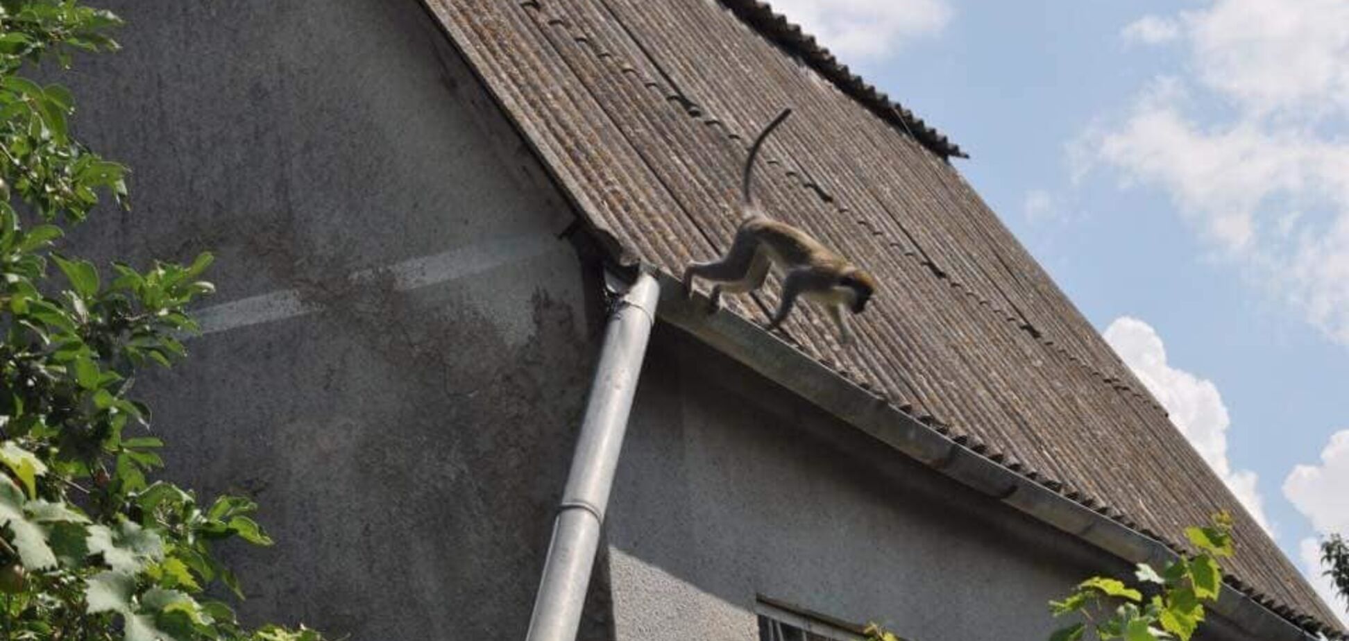 'Гуляють вже тиждень': під Одесою забили на сполох через зграю мавп