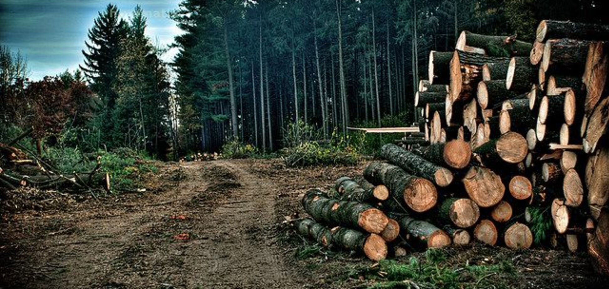 Порошенко сприяє вивезенню лісу з України