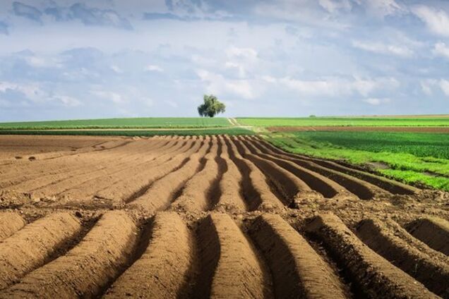 Ринок землі в Україні: всі 'за' і 'проти'