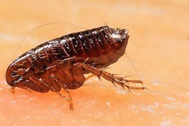 'В магазине блохи': в Киеве известная торговая сеть попала в громкий скандал