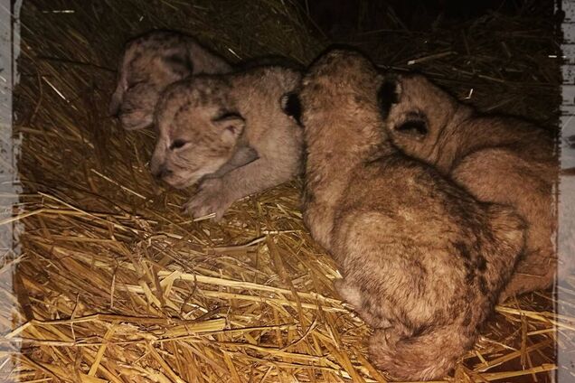 Шипят, рычат и пьют молоко: в зоопарке Запорожья появилось милое пополнение