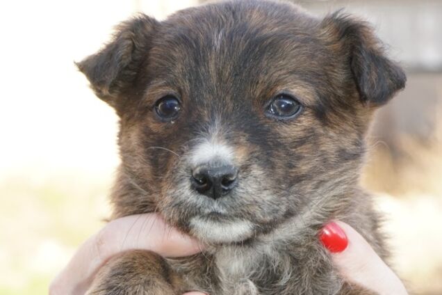 Друг бесплатно: 4 собаки Днепра, которые ищут дом