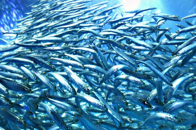 Как дождь: на Тайване тысячи сардин выпрыгнули из воды