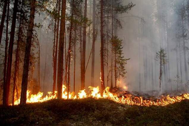 Пожежі в Швеції: стало відомо, скільки лісу вже знищив вогонь