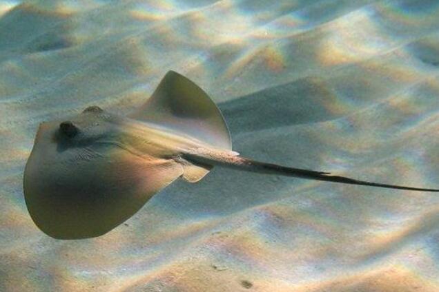 Пляжи Одессы атаковали ядовитые рыбы: видео