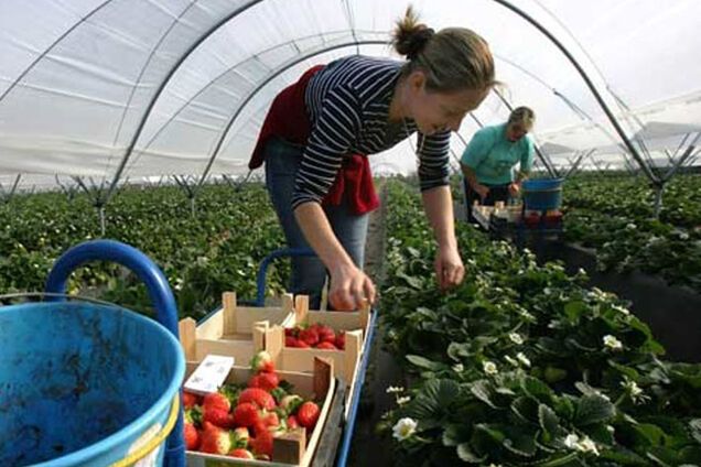 Как украинцы спасают польскую экономику