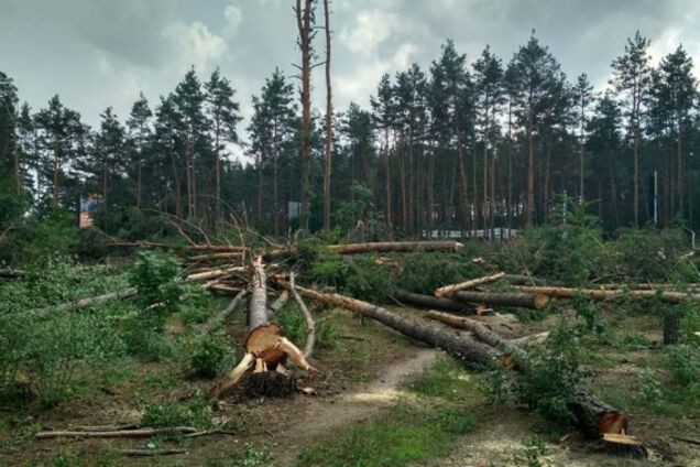 Под Киевом вырубили огромный участок леса: фото и видео