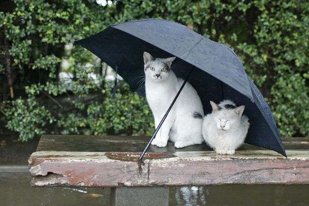 Зальет дождями и зажарит до +35: дан прогноз погоды в Украине до конца недели